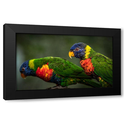 Green Birds Black Modern Wood Framed Art Print by Ronin