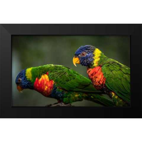 Green Birds Black Modern Wood Framed Art Print by Ronin
