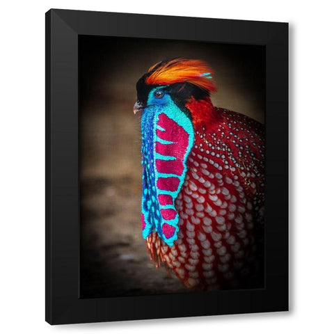 Tropical Bird Black Modern Wood Framed Art Print with Double Matting by Ronin