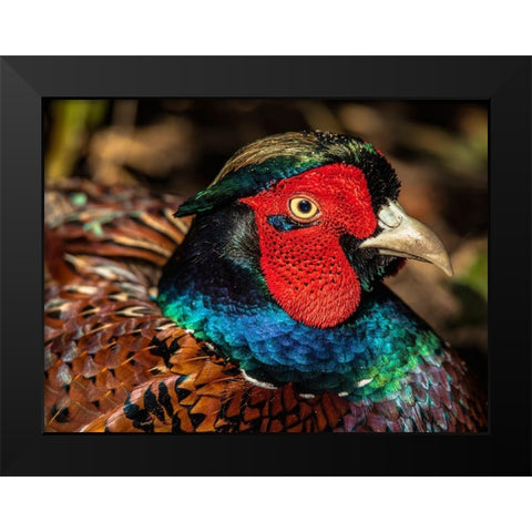 The Fazant Black Modern Wood Framed Art Print by Ronin