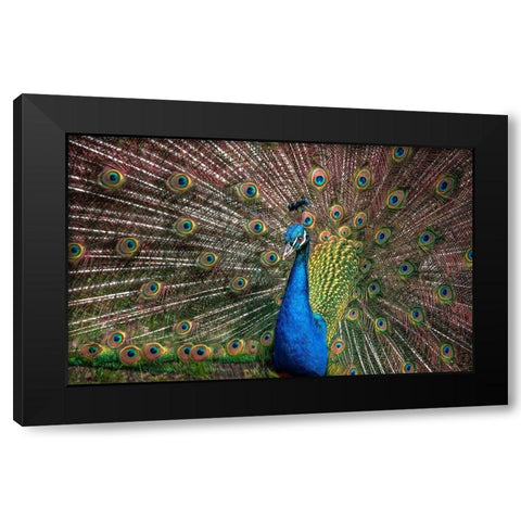 The Peacock Black Modern Wood Framed Art Print by Ronin