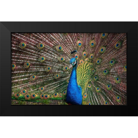 The Peacock Black Modern Wood Framed Art Print by Ronin