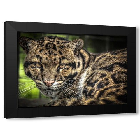 The Nevel Panther Black Modern Wood Framed Art Print by Ronin
