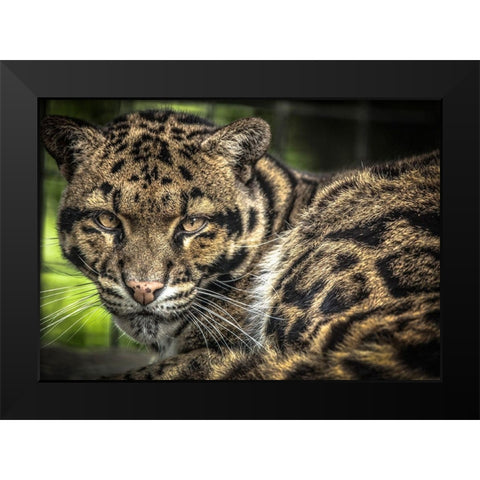 The Nevel Panther Black Modern Wood Framed Art Print by Ronin