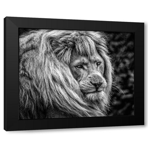 the male Lion Black Modern Wood Framed Art Print by Ronin
