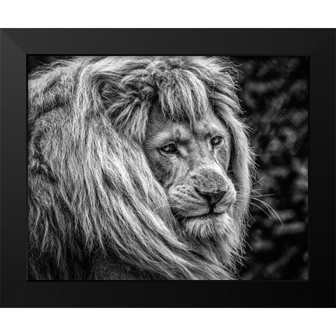 the male Lion Black Modern Wood Framed Art Print by Ronin