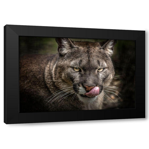 The Puma Black Modern Wood Framed Art Print with Double Matting by Ronin