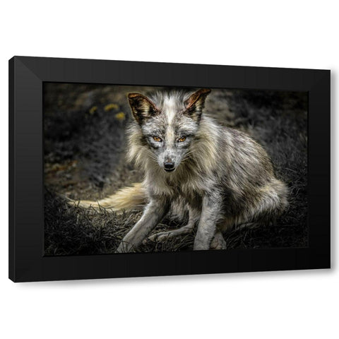 Silver Fox Black Modern Wood Framed Art Print with Double Matting by Ronin