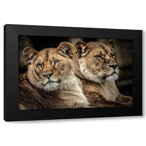 Lionesses Black Modern Wood Framed Art Print by Ronin