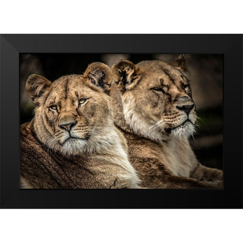 Lionesses Black Modern Wood Framed Art Print by Ronin