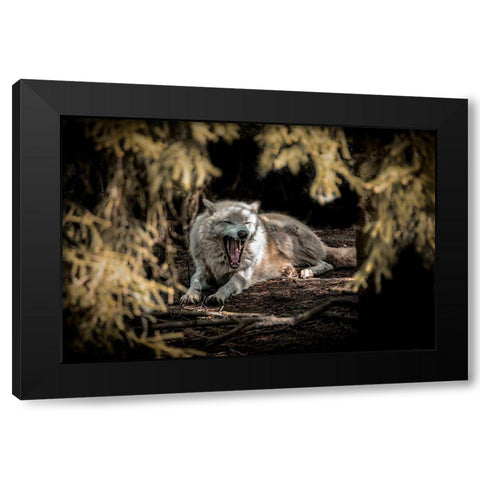 White Wolf II Black Modern Wood Framed Art Print by Ronin
