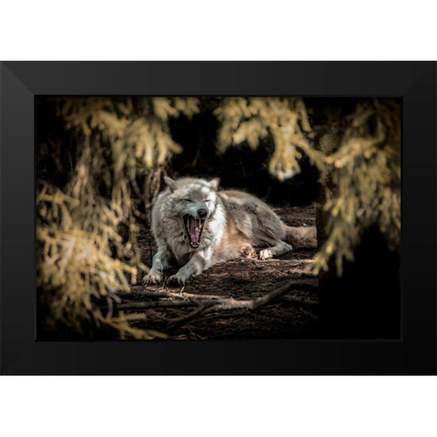 White Wolf II Black Modern Wood Framed Art Print by Ronin