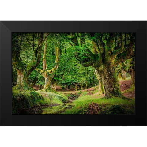 Otzarreta Forest II Black Modern Wood Framed Art Print by Ronin