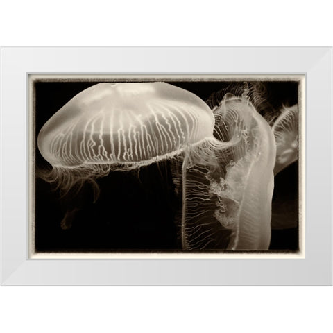 Antique Jellies 2 White Modern Wood Framed Art Print by Lee, Rachel