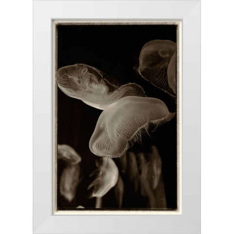 Antique Jellies 3 White Modern Wood Framed Art Print by Lee, Rachel