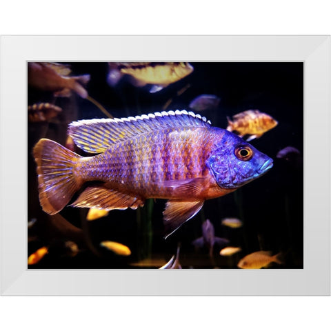Aquarium Fish 1 White Modern Wood Framed Art Print by Lee, Rachel