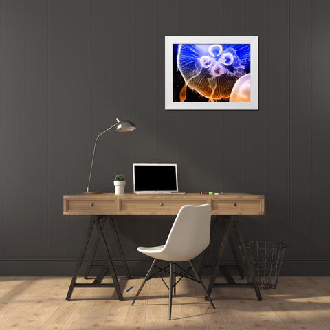 Aquarium Fish 2 White Modern Wood Framed Art Print by Lee, Rachel