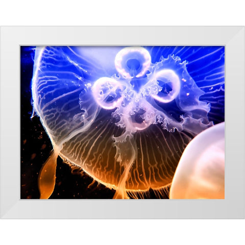 Aquarium Fish 2 White Modern Wood Framed Art Print by Lee, Rachel