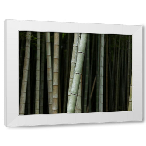 Bamboo White Modern Wood Framed Art Print by Lee, Rachel