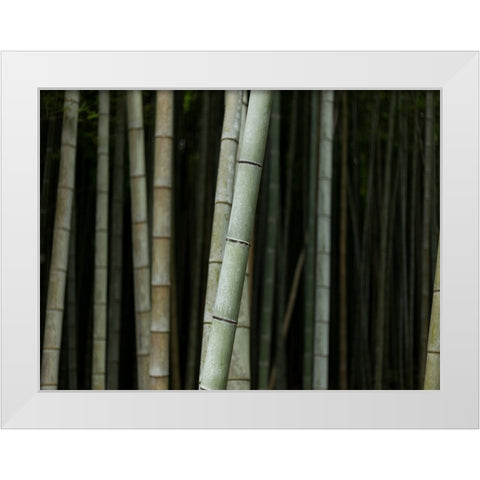 Bamboo White Modern Wood Framed Art Print by Lee, Rachel