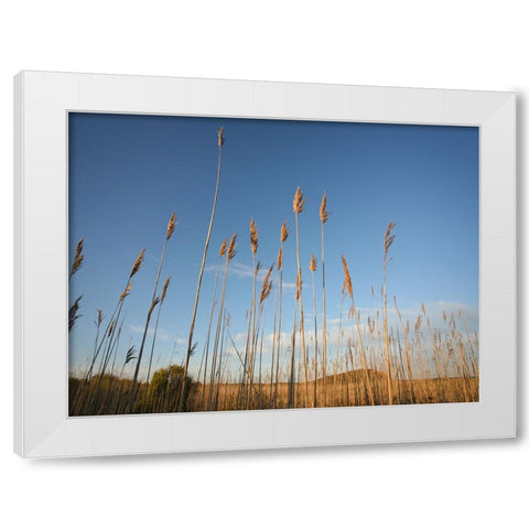 Beach 7 White Modern Wood Framed Art Print by Lee, Rachel