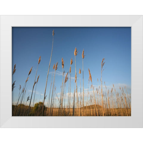 Beach 7 White Modern Wood Framed Art Print by Lee, Rachel