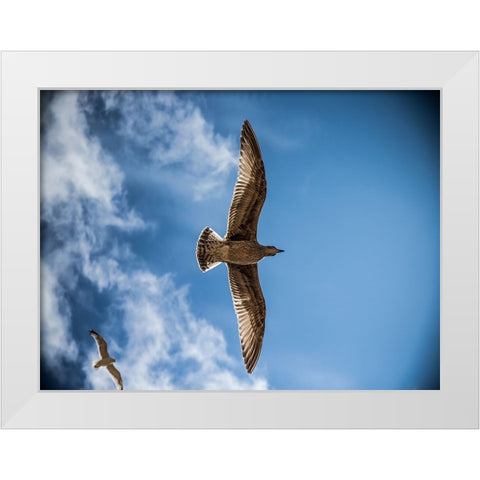 Bird 10 White Modern Wood Framed Art Print by Lee, Rachel
