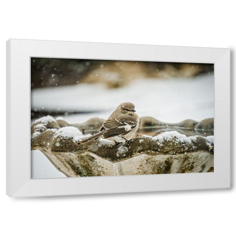 Bird 12 White Modern Wood Framed Art Print by Lee, Rachel