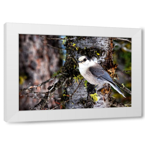 Bird 13 White Modern Wood Framed Art Print by Lee, Rachel