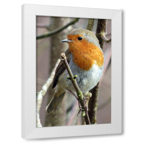 Bird 15 White Modern Wood Framed Art Print by Lee, Rachel