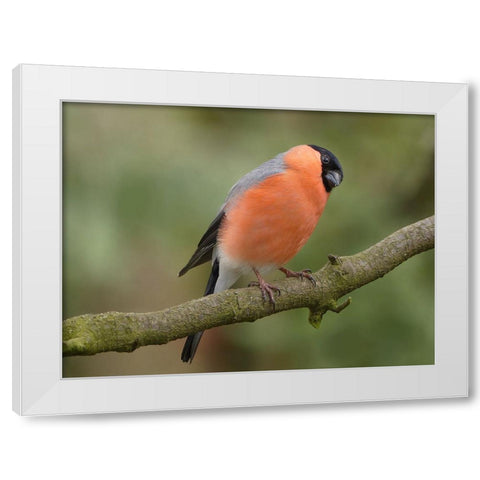 Bird 2 White Modern Wood Framed Art Print by Lee, Rachel