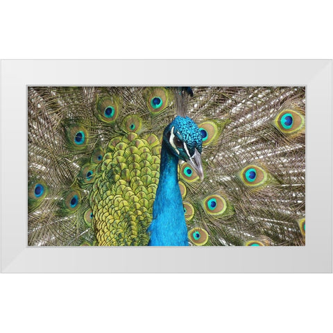 Bird 26 White Modern Wood Framed Art Print by Lee, Rachel