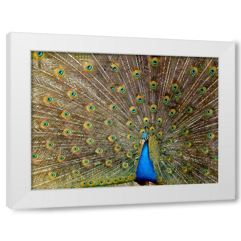 Bird 27 White Modern Wood Framed Art Print by Lee, Rachel