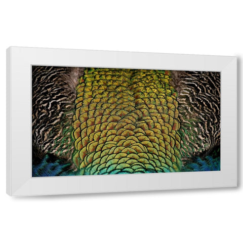 Bird 28 White Modern Wood Framed Art Print by Lee, Rachel