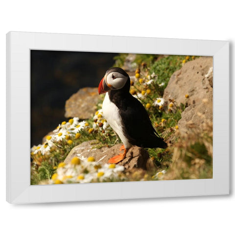 Bird 32 White Modern Wood Framed Art Print by Lee, Rachel