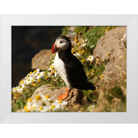 Bird 32 White Modern Wood Framed Art Print by Lee, Rachel