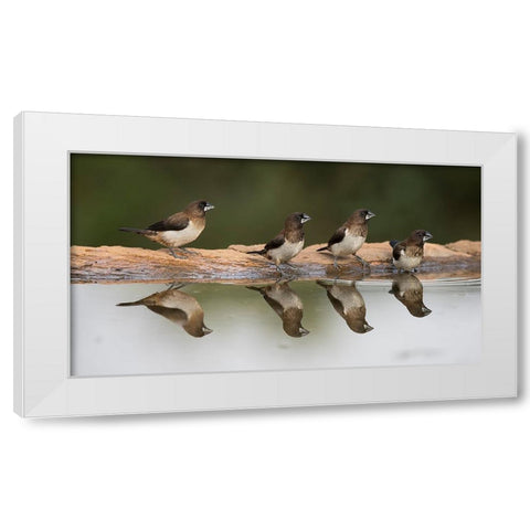 Bird 33 White Modern Wood Framed Art Print by Lee, Rachel