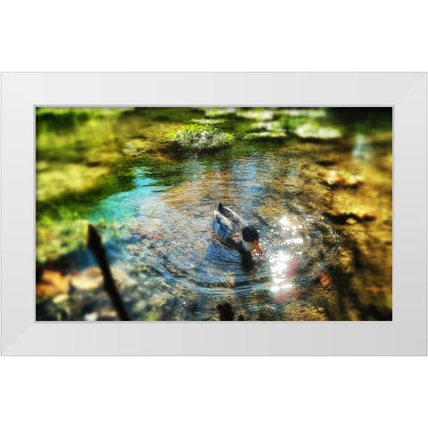 Bird 34 White Modern Wood Framed Art Print by Lee, Rachel