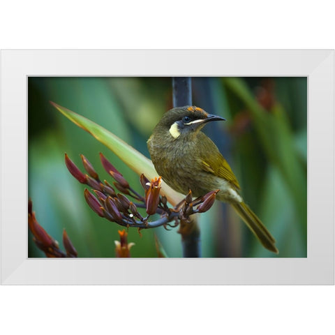 Bird 36 White Modern Wood Framed Art Print by Lee, Rachel