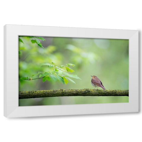 Bird 37 White Modern Wood Framed Art Print by Lee, Rachel