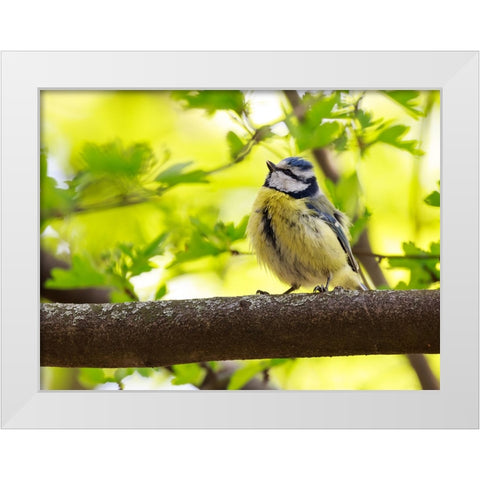 Bird 38 White Modern Wood Framed Art Print by Lee, Rachel
