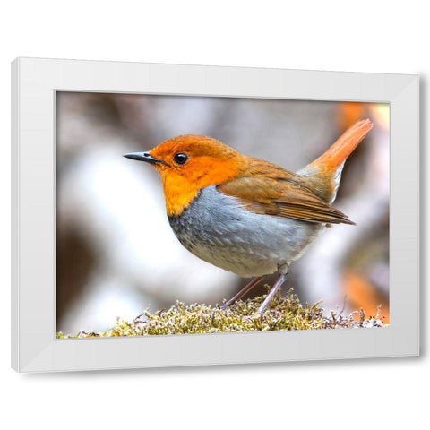Bird 4 White Modern Wood Framed Art Print by Lee, Rachel