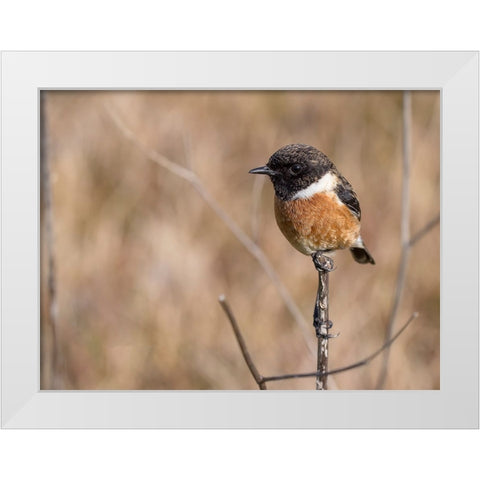 Bird 41 White Modern Wood Framed Art Print by Lee, Rachel