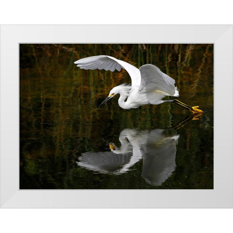 Bird 46 White Modern Wood Framed Art Print by Lee, Rachel