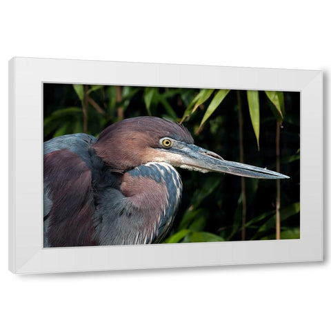 Bird 47 White Modern Wood Framed Art Print by Lee, Rachel
