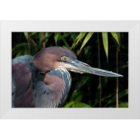 Bird 47 White Modern Wood Framed Art Print by Lee, Rachel