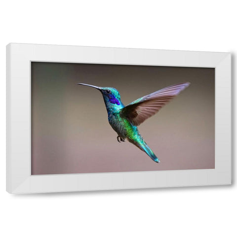 Bird 48 White Modern Wood Framed Art Print by Lee, Rachel