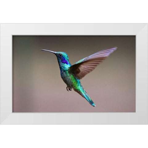 Bird 48 White Modern Wood Framed Art Print by Lee, Rachel