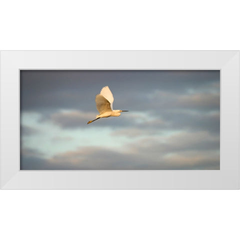 Bird 49 White Modern Wood Framed Art Print by Lee, Rachel