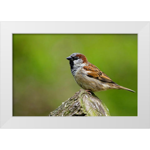 Bird 5 White Modern Wood Framed Art Print by Lee, Rachel